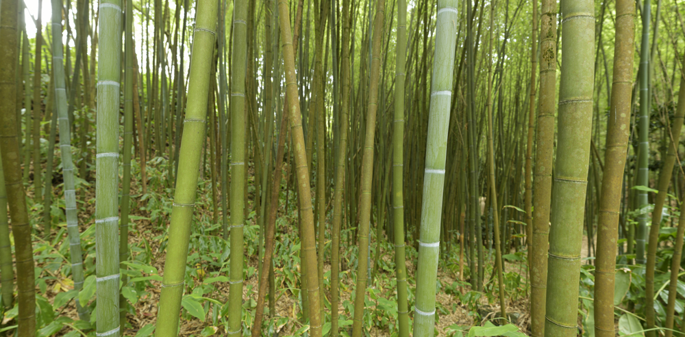 Preview bamboo_GR.jpg