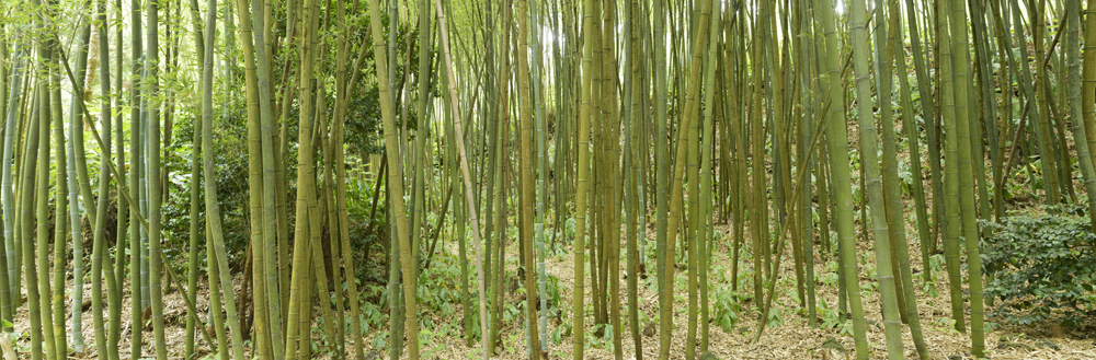 Preview bamboo_Gr3.jpg